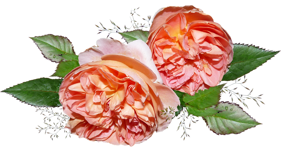 Peach Roses Transparent Background PNG Image