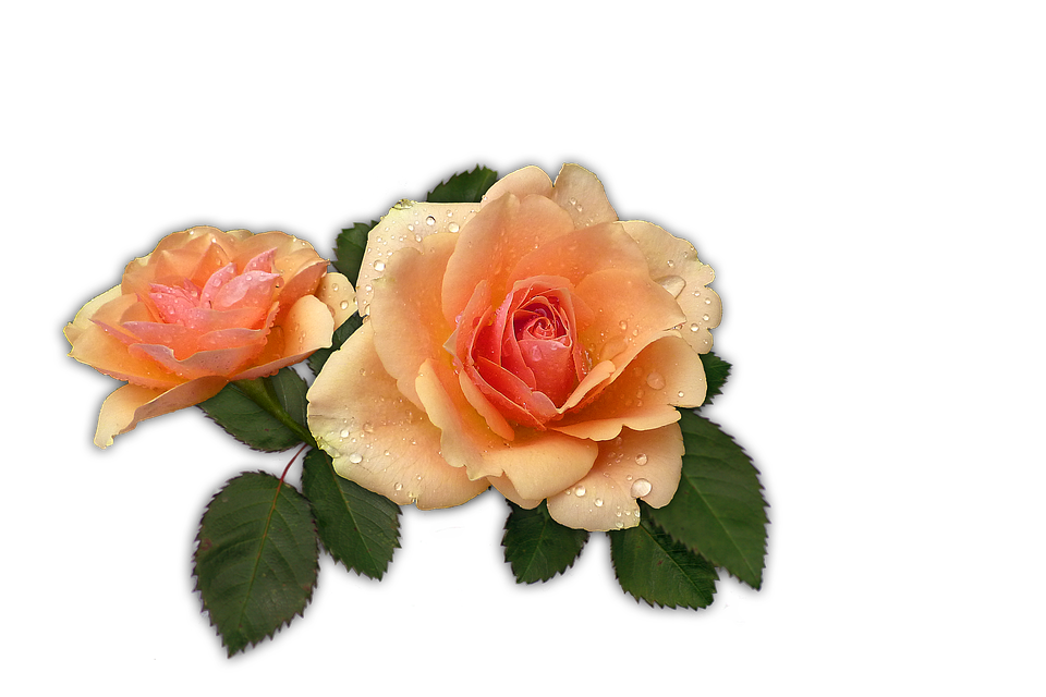 Peach Roseswith Dew Drops PNG Image