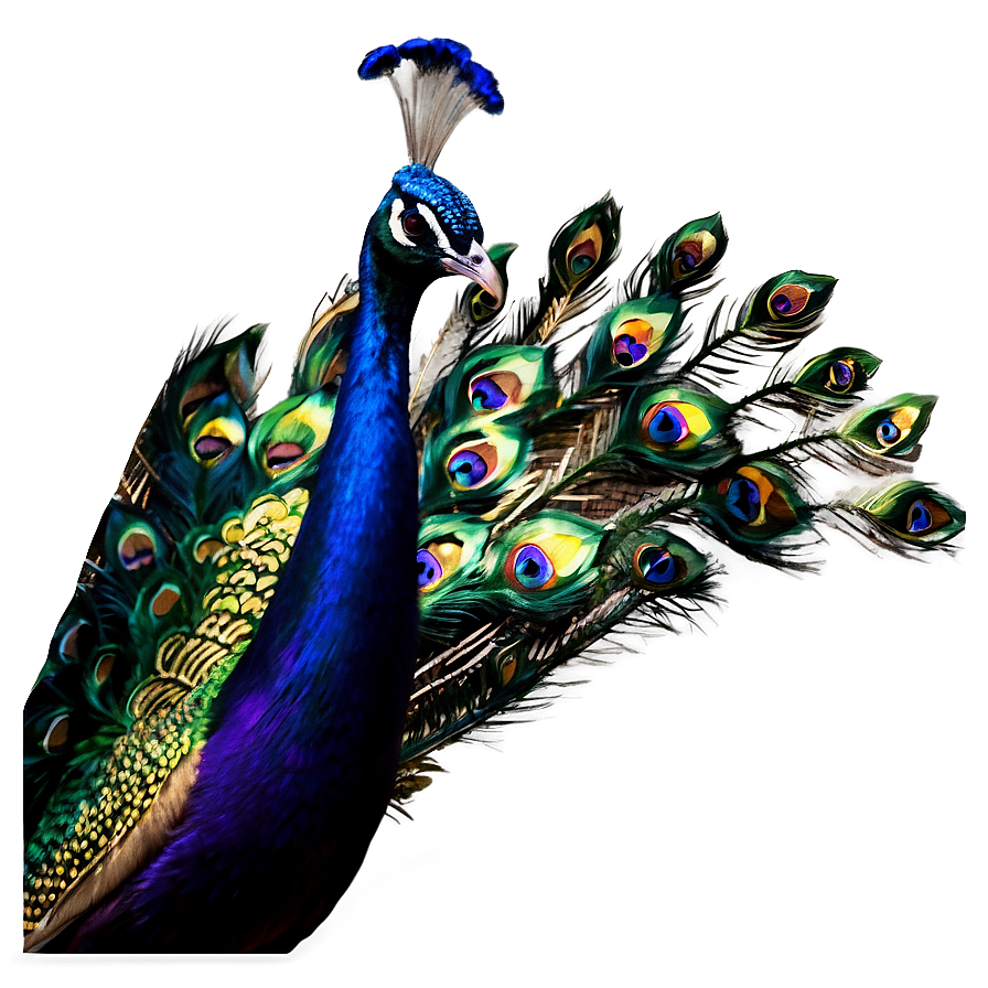 Peacock A PNG Image