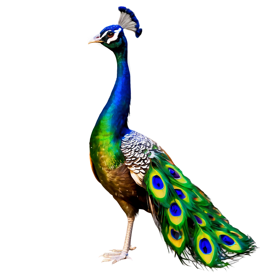 Peacock C PNG Image