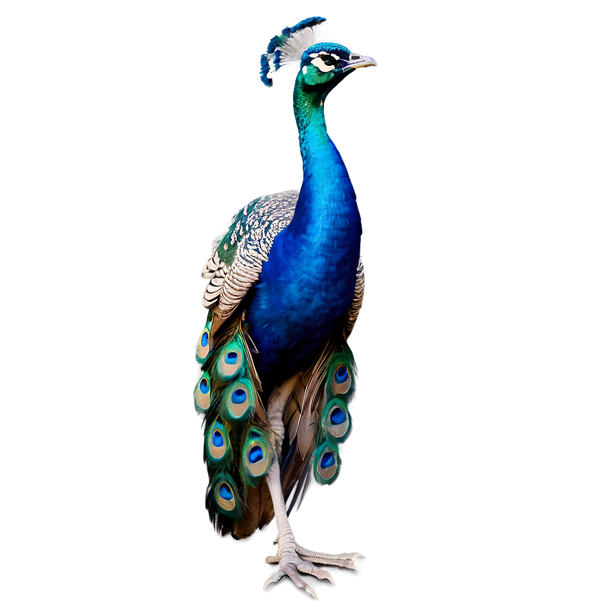 Peacock Dance Pose Png Sgu PNG Image