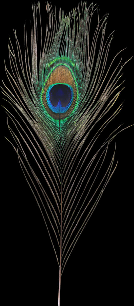 Peacock Feather Elegance.jpg PNG Image