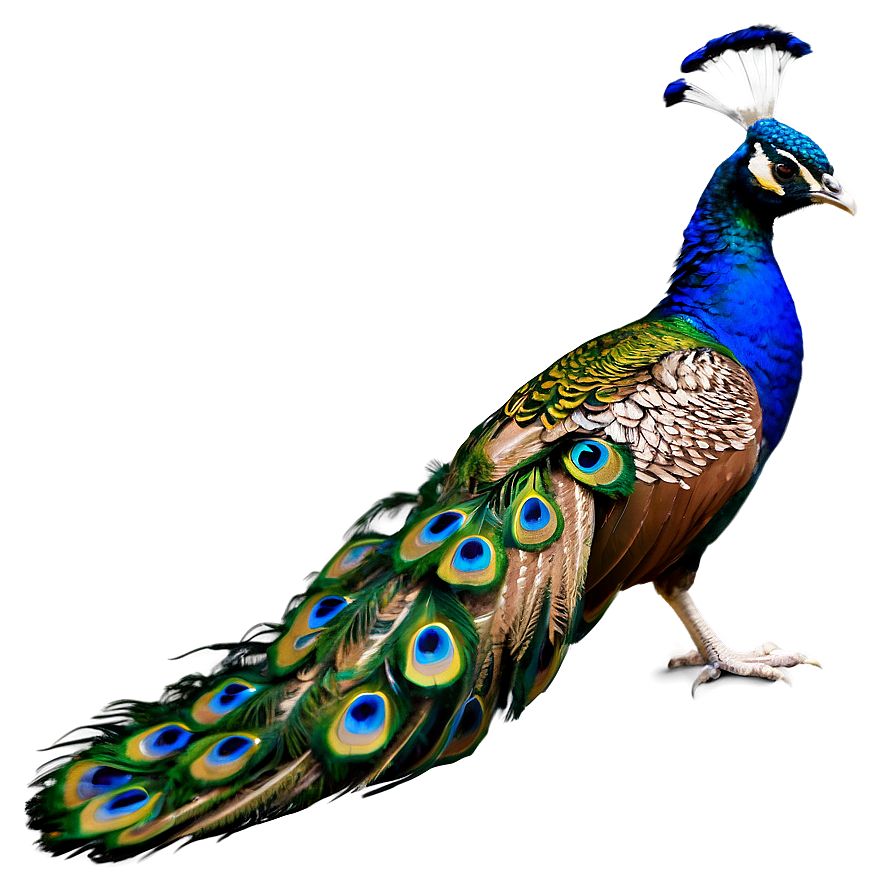 Peacock In Flight Png 06232024 PNG Image