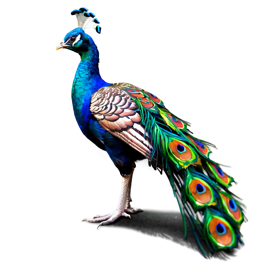 Peacock Profile Side View Png Ehq13 PNG Image