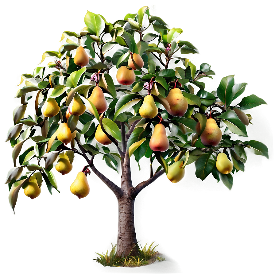 Pear Tree Png 48 PNG Image