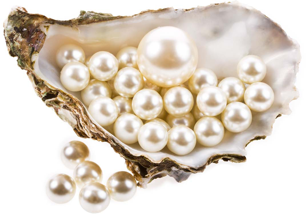 Pearlsin Oyster Shell PNG Image