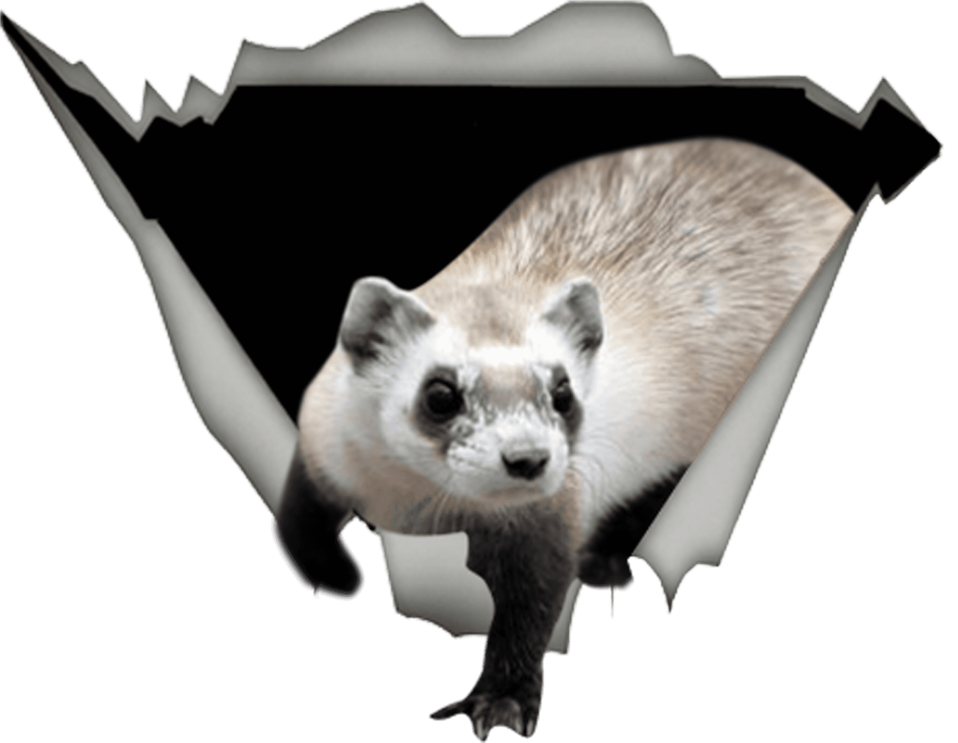 Peeking Ferret Torn Edge PNG Image