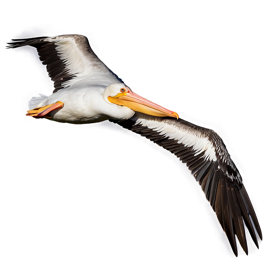 Pelican Flight At Dusk Png 11 PNG Image