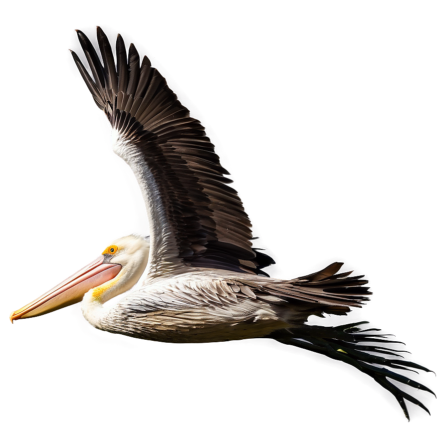 Pelican Flight At Dusk Png Hme95 PNG Image