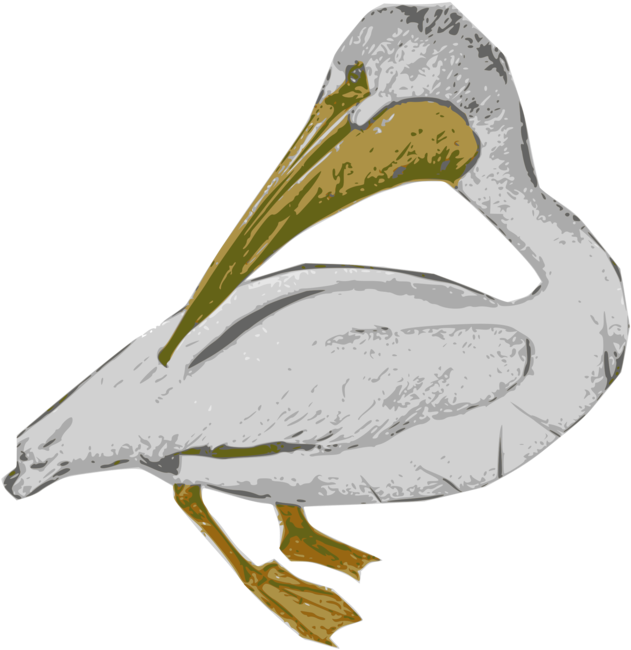 Pelican Illustration Artwork PNG Image