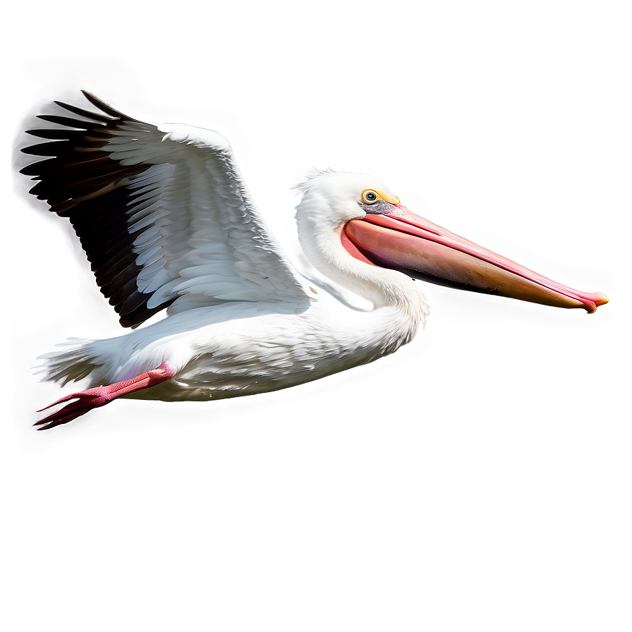 Pelican PNG Images - PNGImages.com