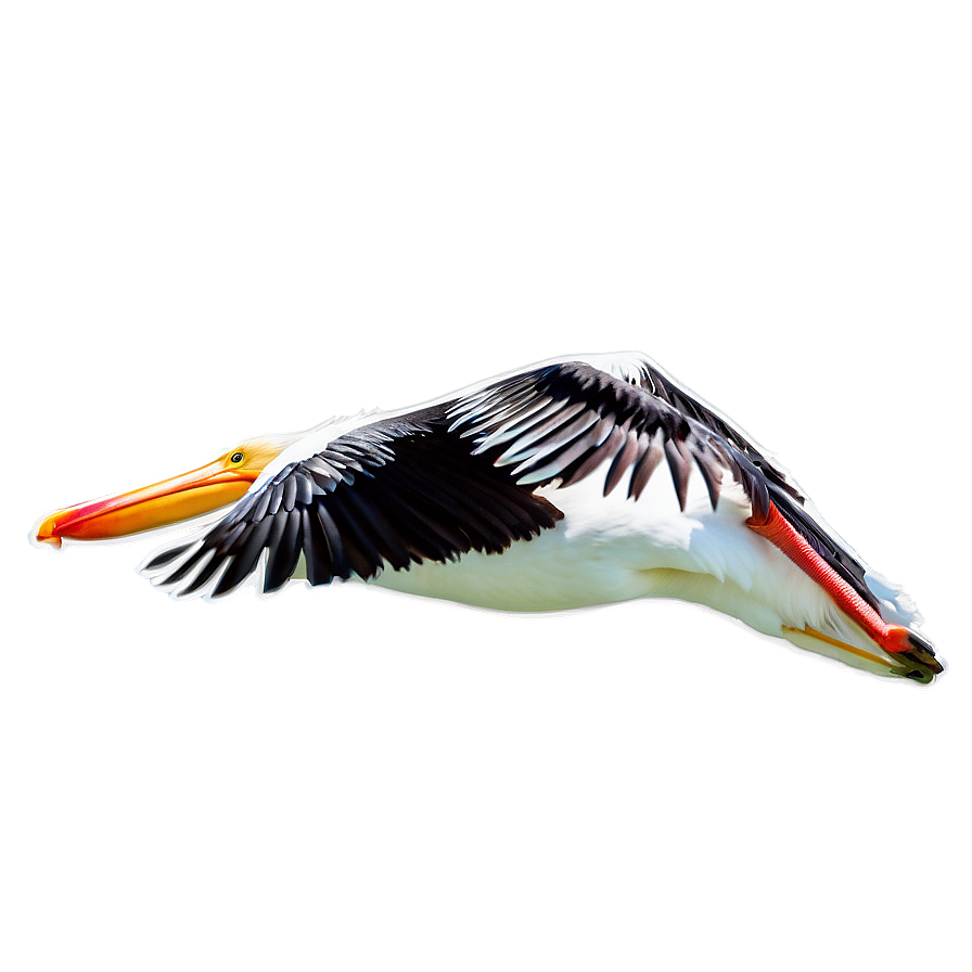 Pelican In Flight Png Gwj PNG Image