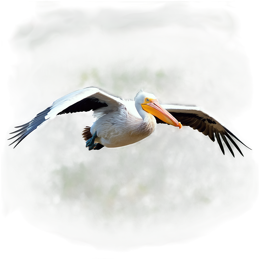 Pelican In Mid-flight Png Qjn PNG Image