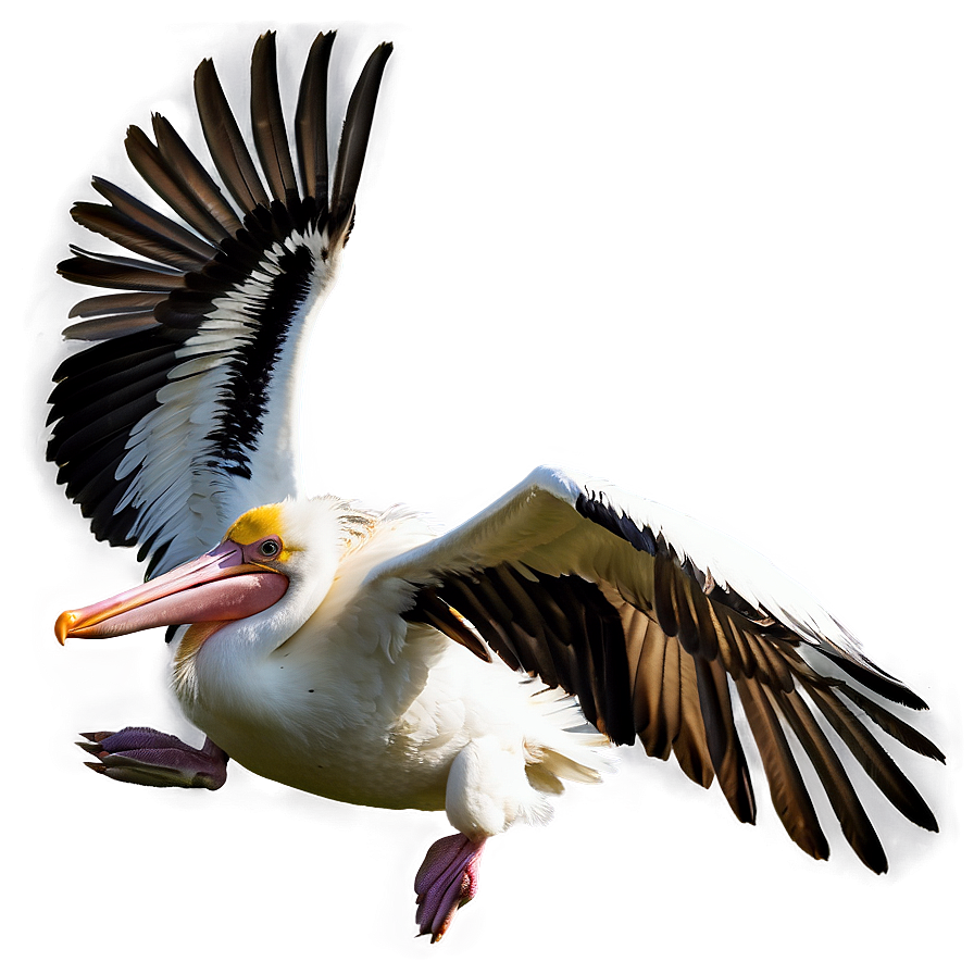 Pelican In Mid-flight Png Uoo74 PNG Image