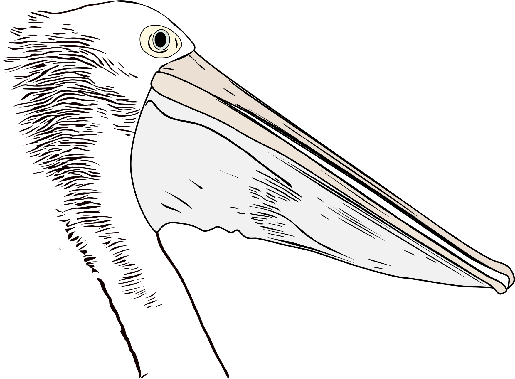 Pelican Profile Illustration PNG Image