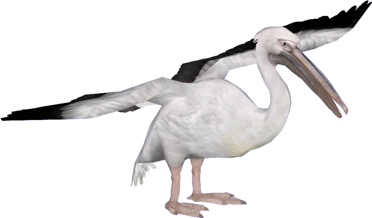 Pelican Spread Wings PNG Image