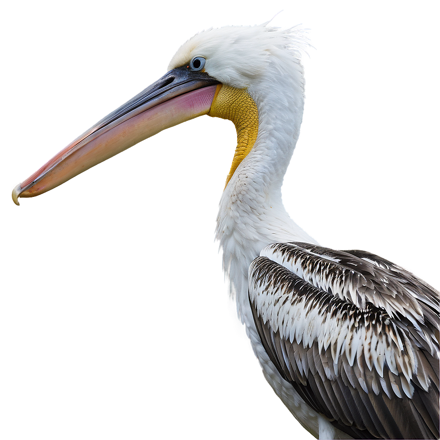 Pelican Under Stormy Skies Png 06242024 PNG Image