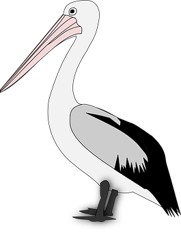 Pelican_ Vector_ Graphic PNG Image