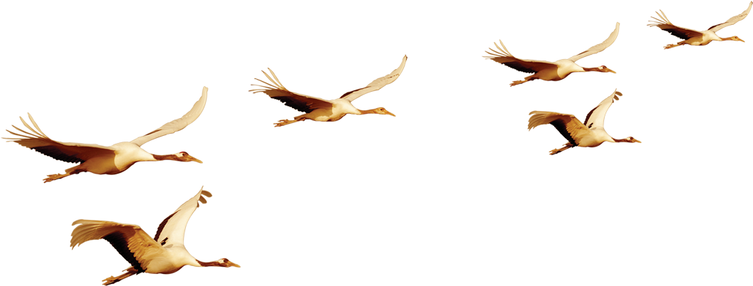 Pelicans_in_ Flight_ Formation PNG Image