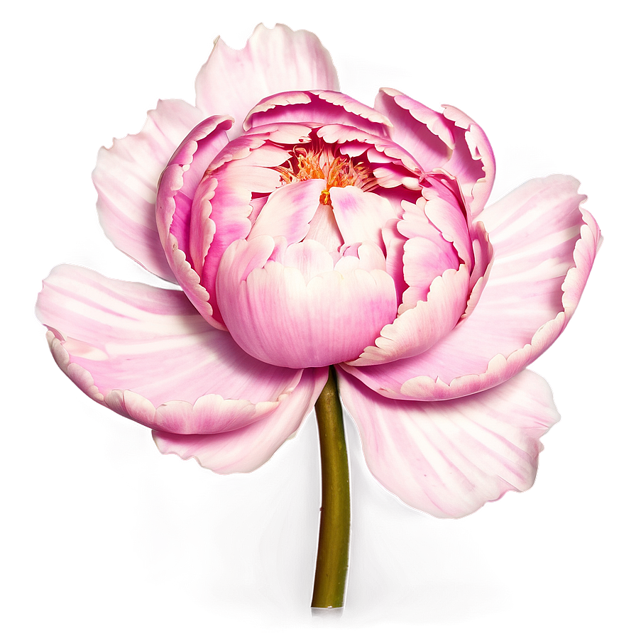 Peony Flower Outline Art Png Euu PNG Image