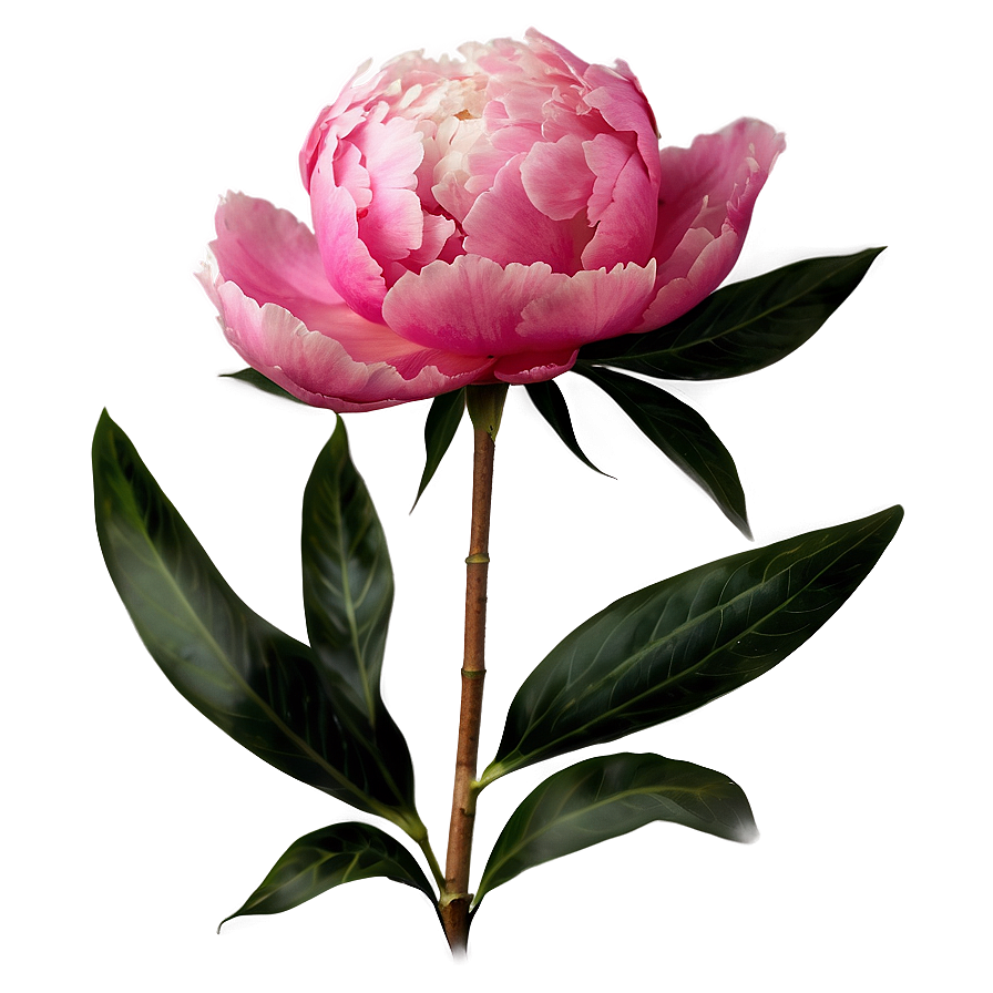 Peony Flower Transparent Png Bnv PNG Image