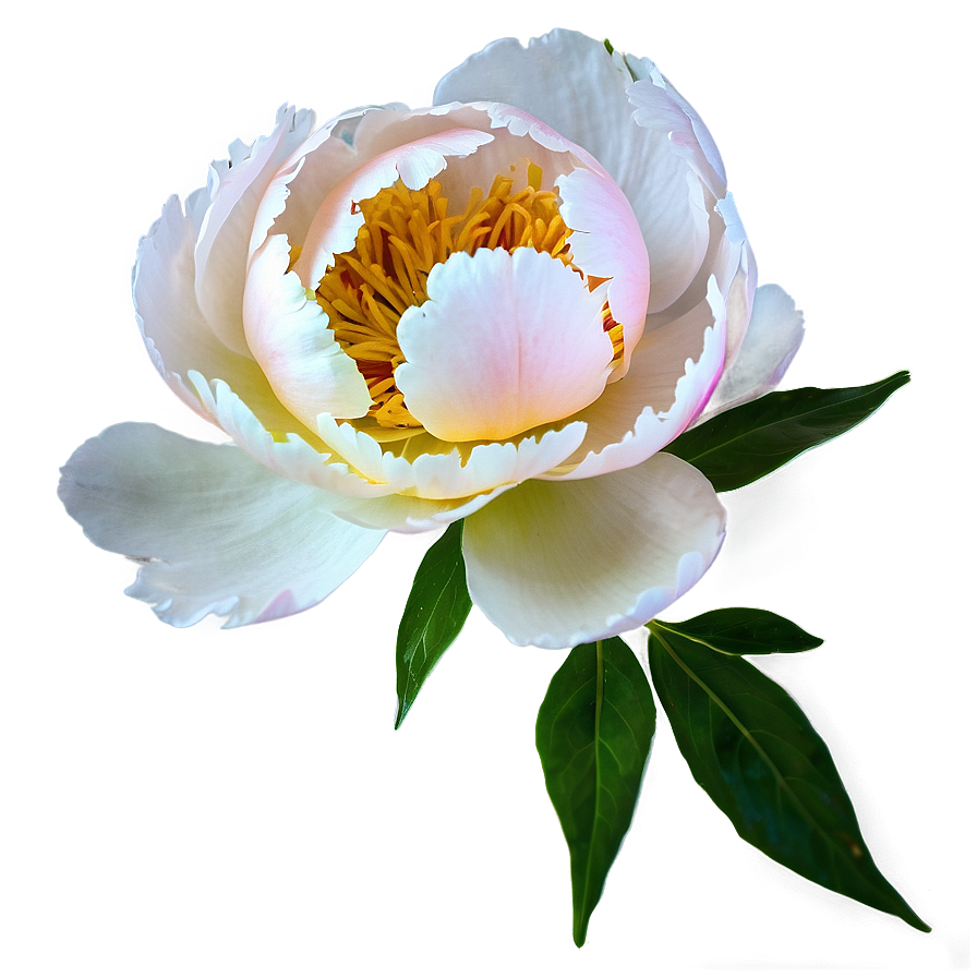 Peony Softness Png 76 PNG Image