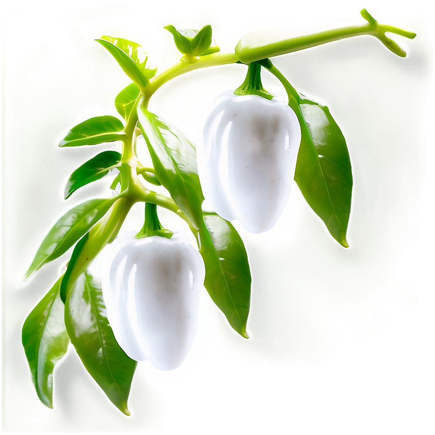 Pepper Plant Png 28 PNG Image