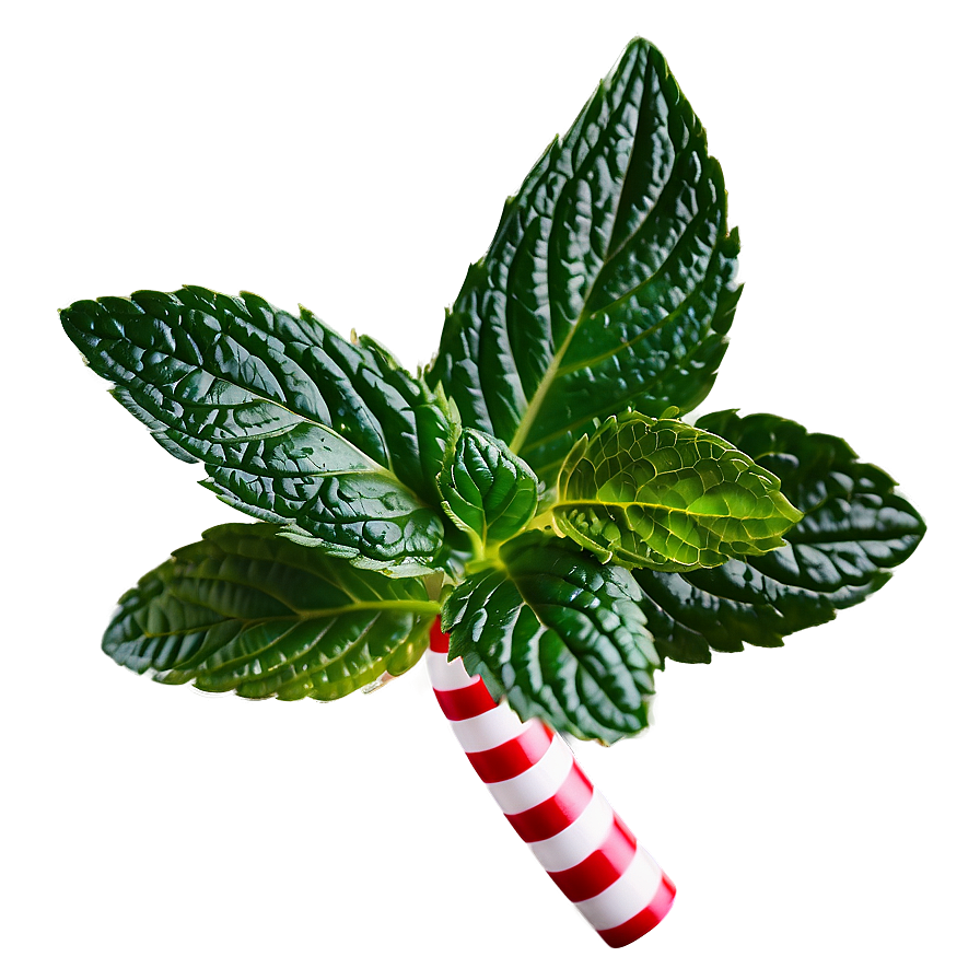 Peppermint Leaves Png 17 PNG Image