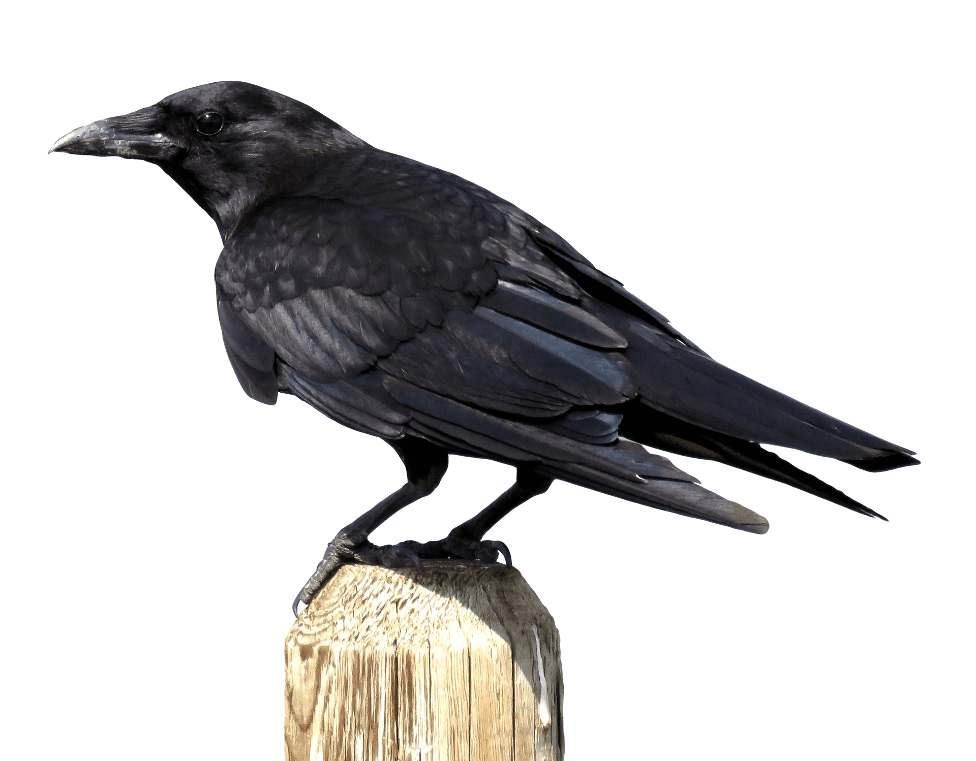 Perched Black Crow PNG Image