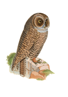 Perched Owl Illustration PNG Image