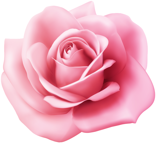 Perfect Pink Rose Bloom PNG Image