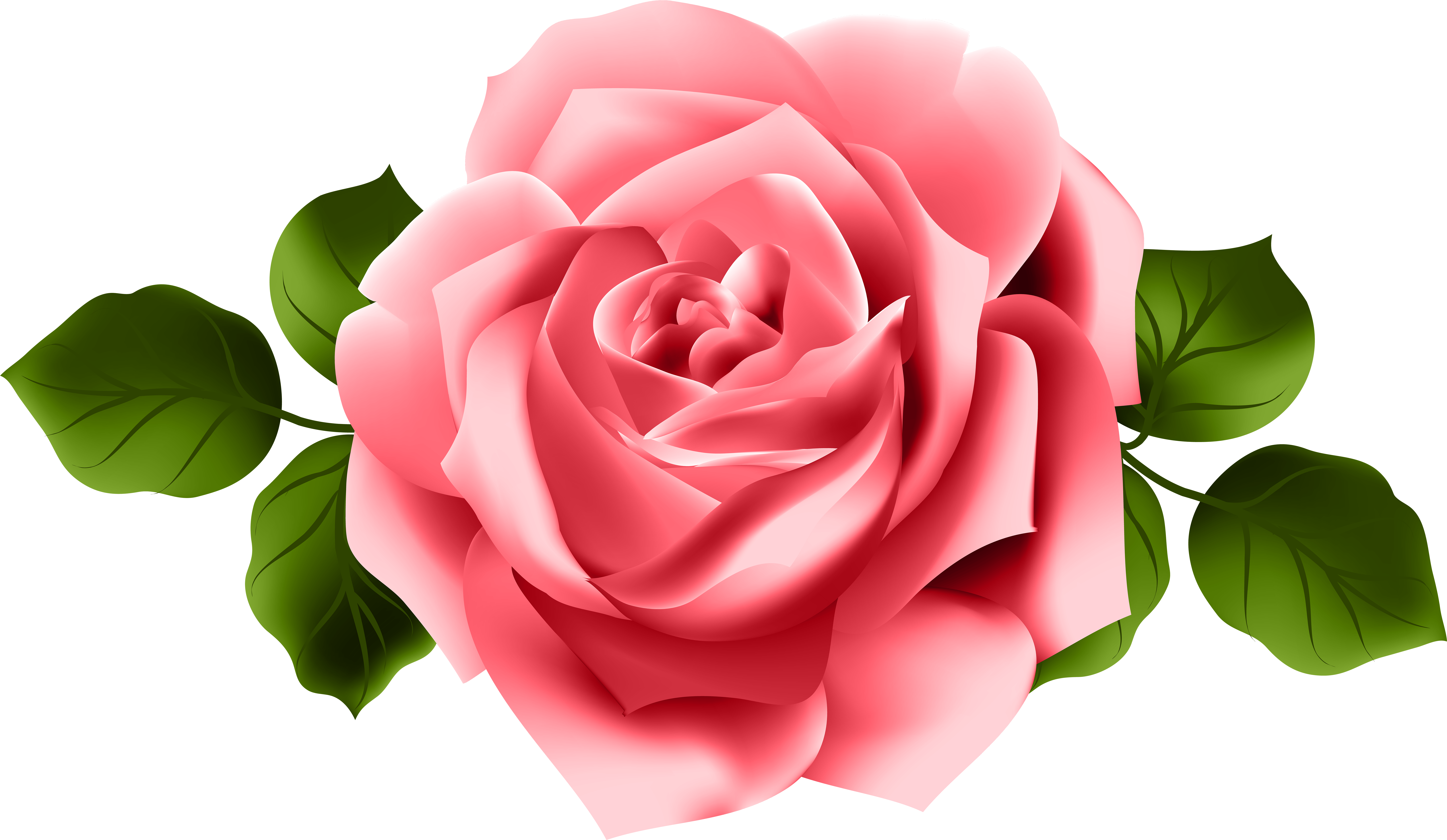 Perfect Pink Rose Illustration PNG Image