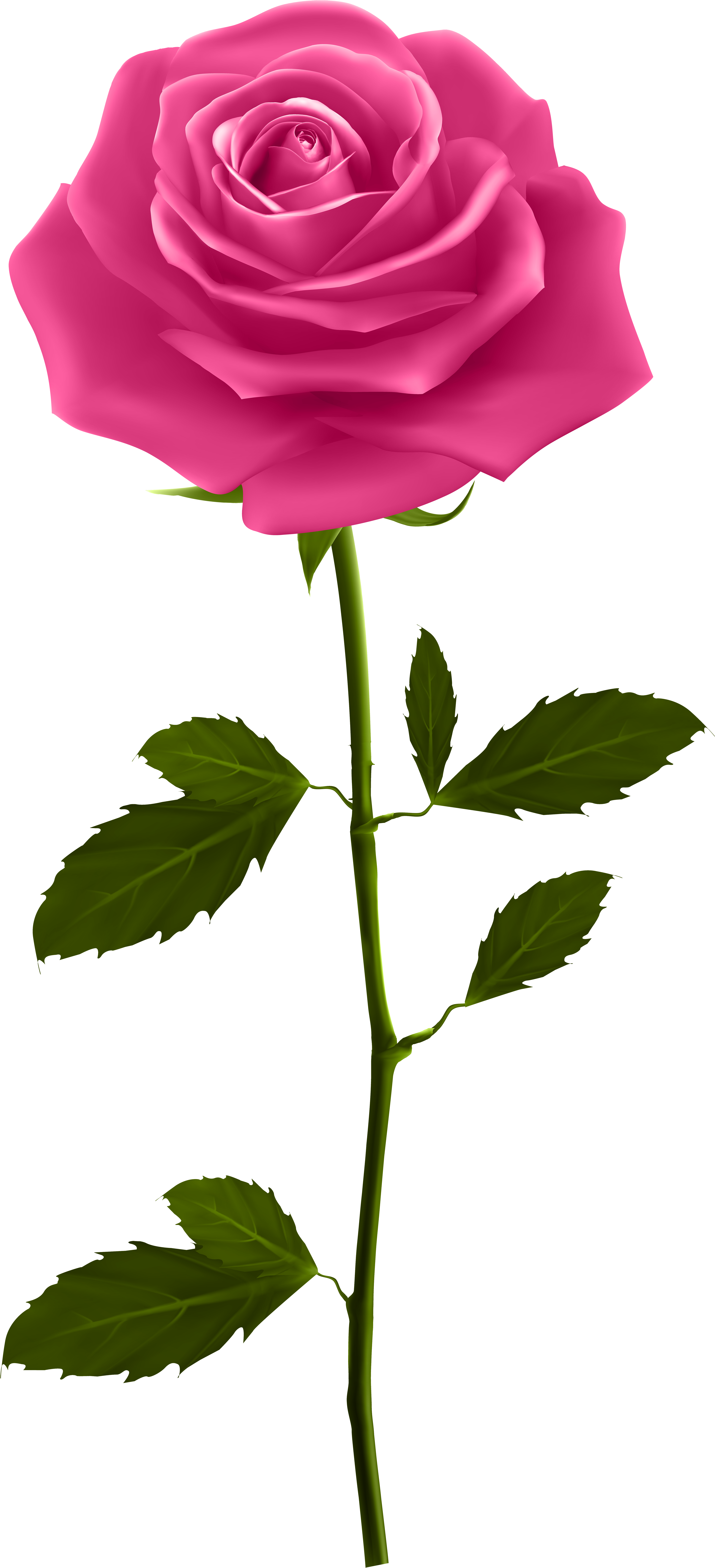 Perfect Pink Rose Stem PNG Image