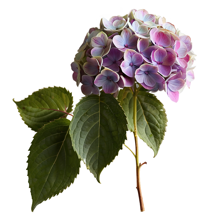 Period Hydrangea Cluster Png 78 PNG Image