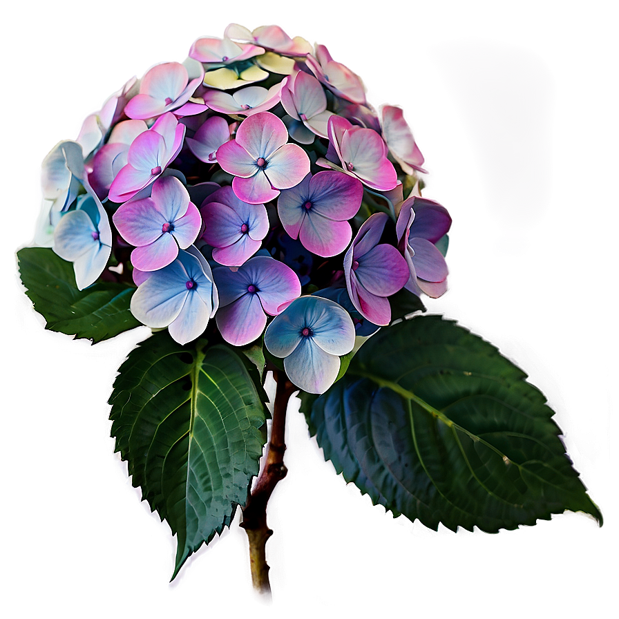 Period Hydrangea Cluster Png Trp PNG Image