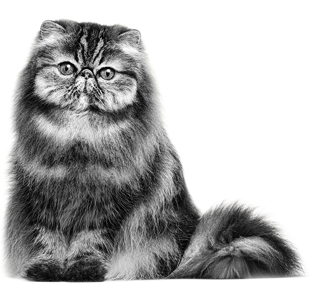 Persian Cat Portrait PNG Image