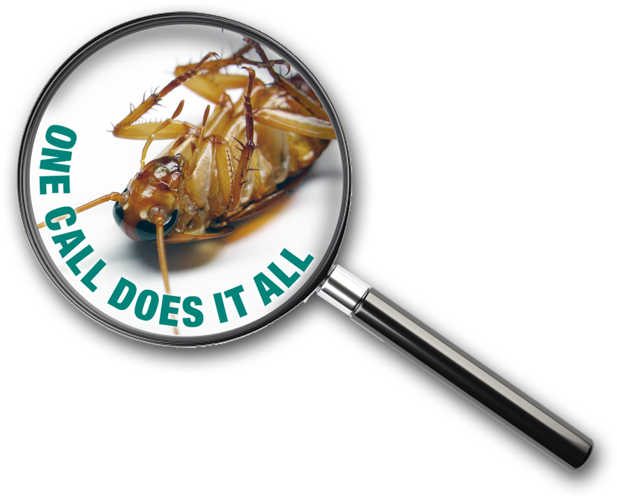 Pest Control Advertisement Cockroach Magnified PNG Image