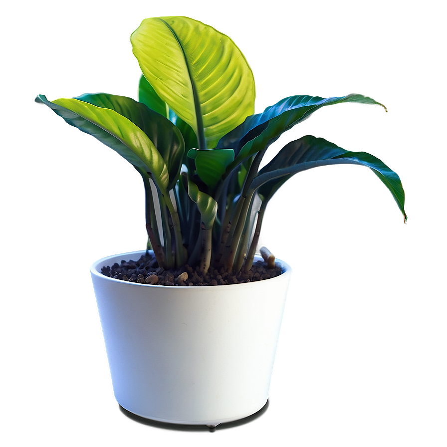 Pet-friendly Indoor Plants Png 06252024 PNG Image