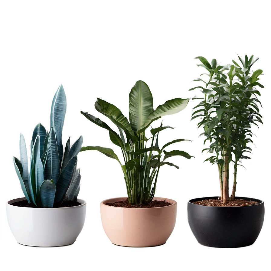 Pet-friendly Indoor Plants Png 06252024 PNG Image