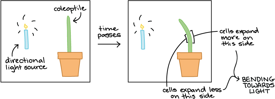 Phototropism Experiment Illustration PNG Image