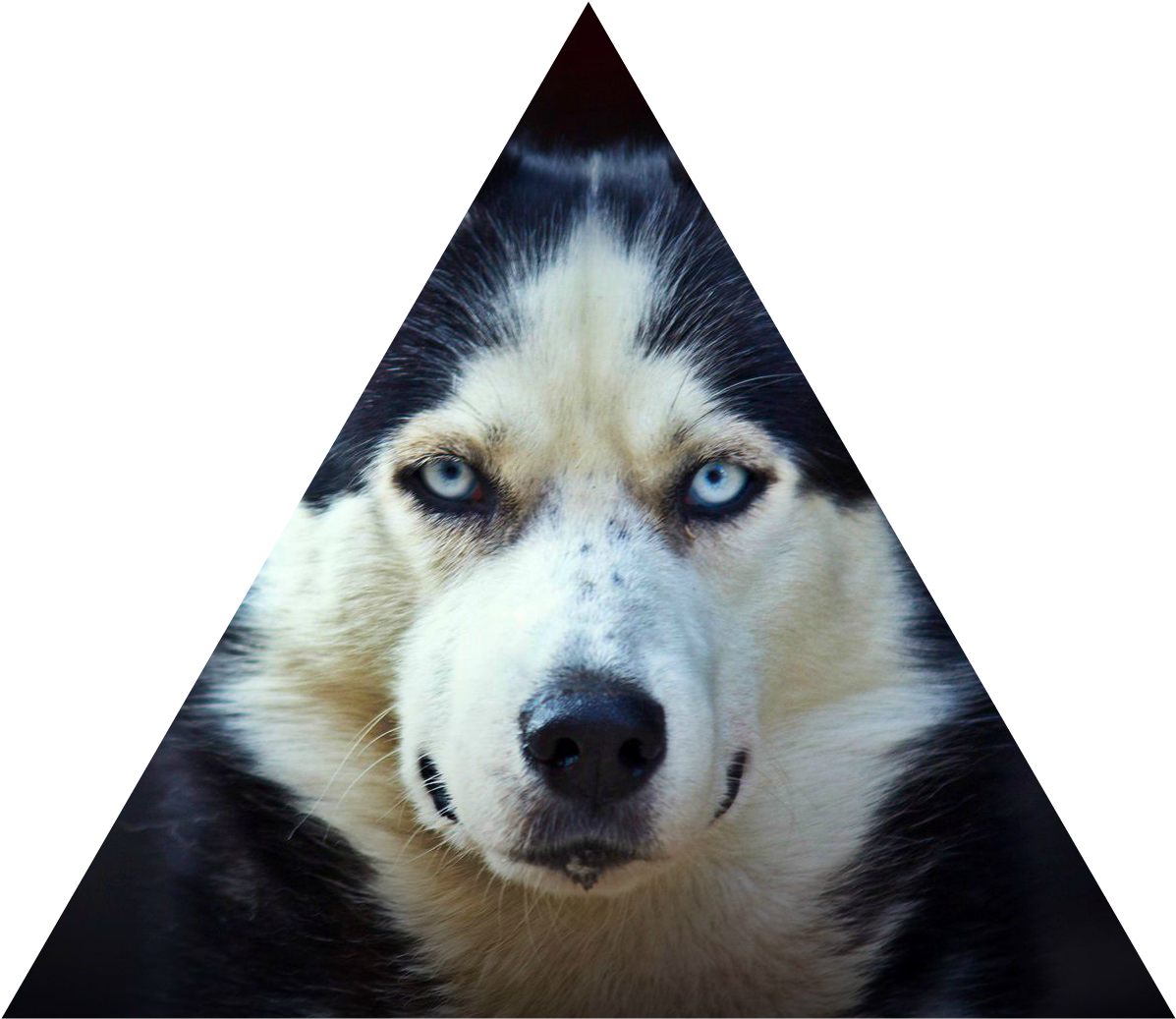 Piercing_ Gaze_ Husky_ Triangle_ Frame PNG Image