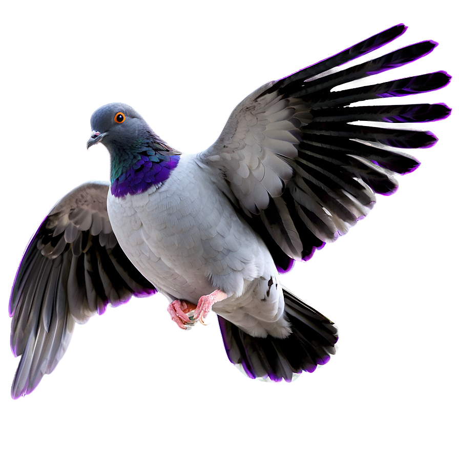 Pigeon Animated Png Wsx PNG Image