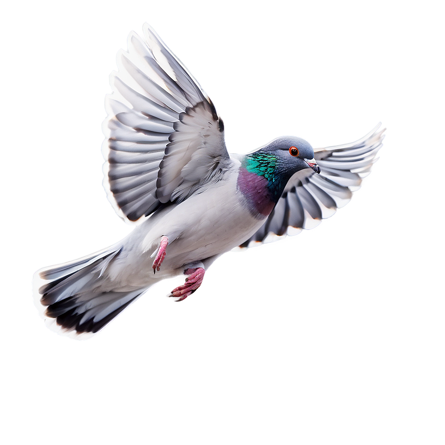 Pigeon In Flight Png 23 PNG Image