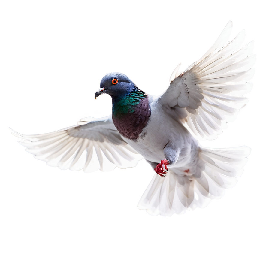 Pigeon In Flight Png Bfa41 PNG Image