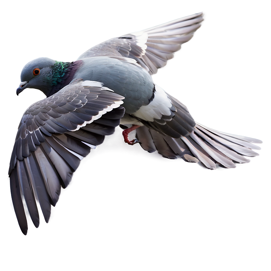 Pigeon In Flight Png Enb39 PNG Image