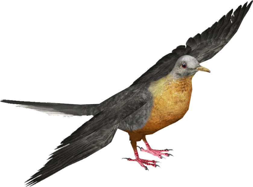 Pigeon_in_ Flight_ Pose PNG Image