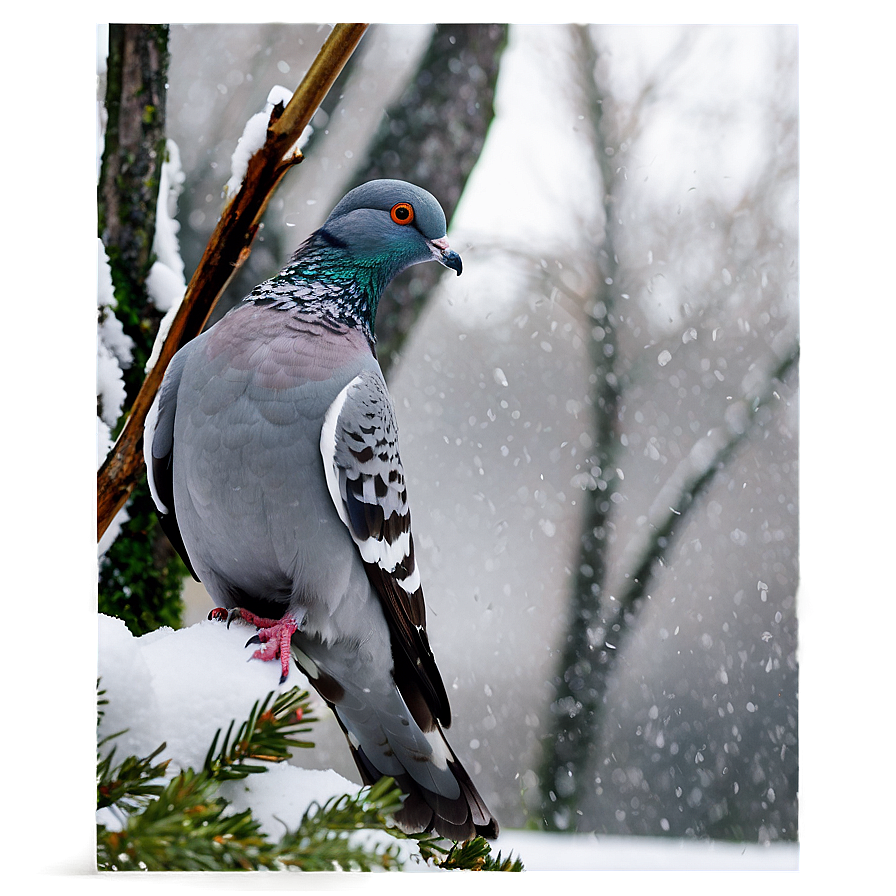 Pigeon In Snow Png 05242024 PNG Image