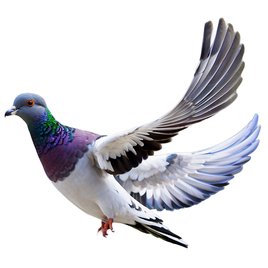 Pigeon Racing Png 38 PNG Image