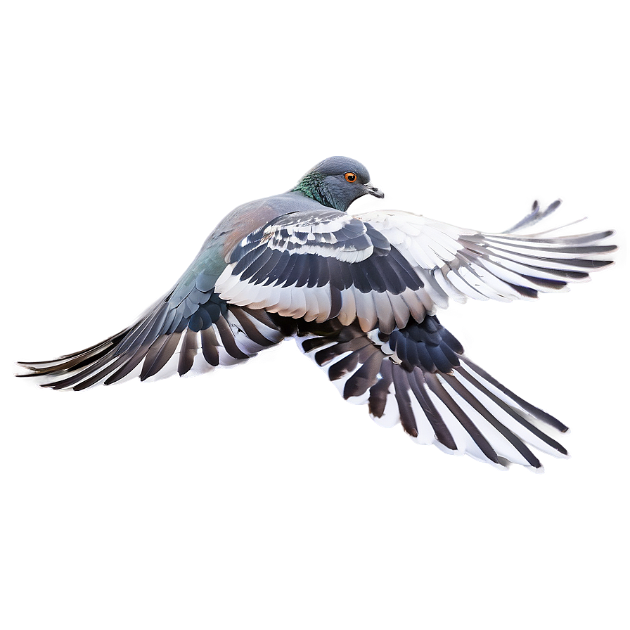 Pigeon Wings Spread Png 79 PNG Image