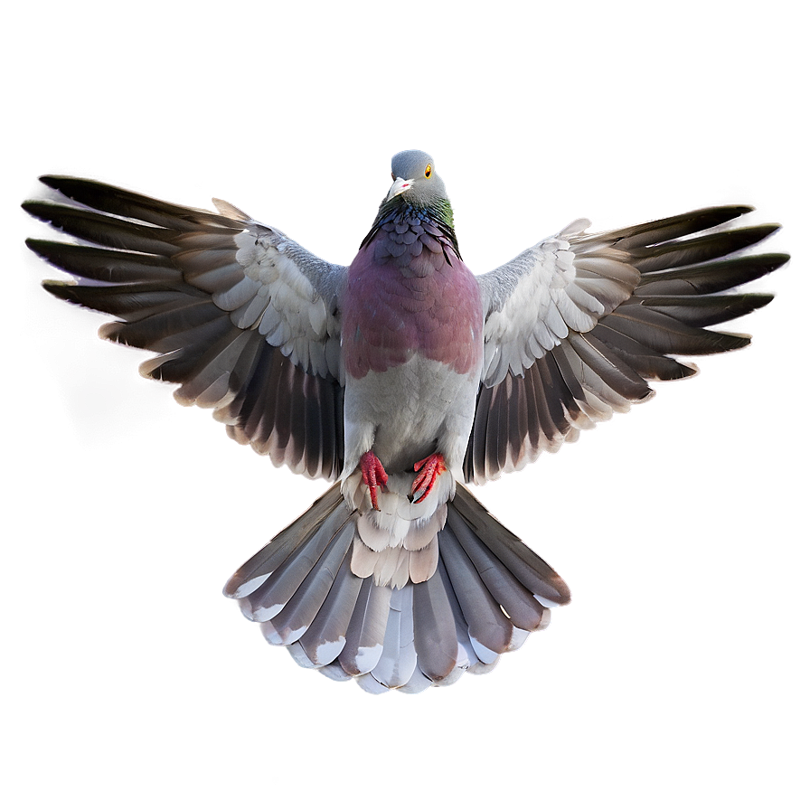 Pigeon Wings Spread Png 96 PNG Image